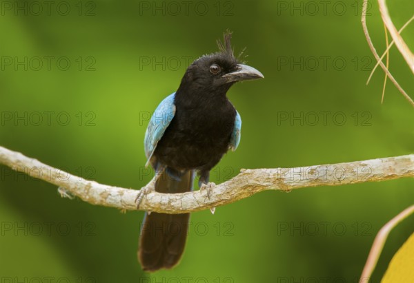 San Blas Jay Cyanocorax sanblasianus nelsoni El Tuito, Jalisco, Mexico 12 June Adult Corvidae