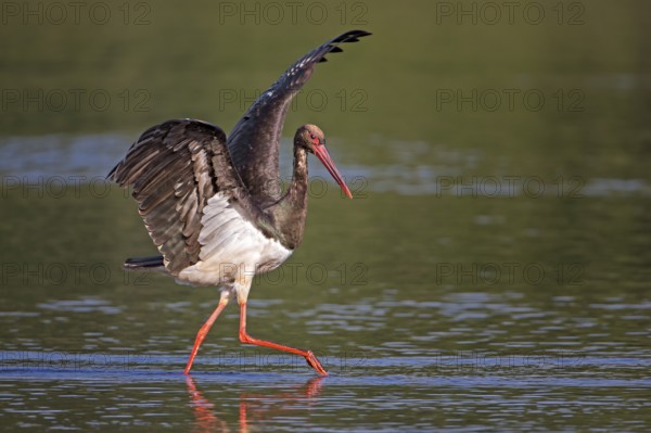 Black Stork (Ciconia nigra) foraging, Saxony-Anhalt, Germany