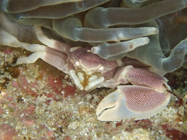 Spotted porcelain crayfish (Neopetrolisthes maculatus)