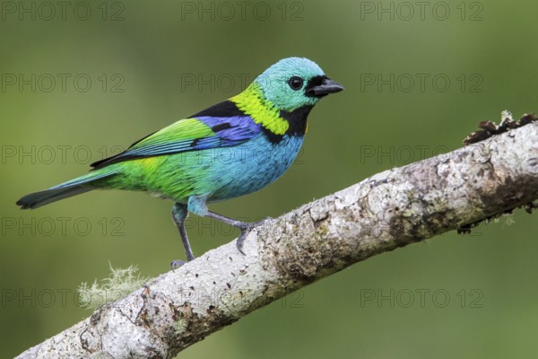 Green-headed Tanager (Tangara seledon) perched on a branch in the Atlantic rainforest of southeast Brazil
