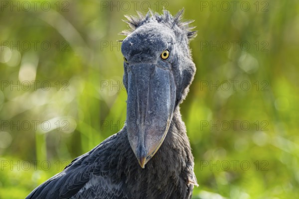 Shoebill (Balaeniceps rex), juvenile, animal portrait, swamps of Mabamba, Lake Victoria, Uganda