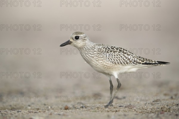 Grey Plover (Pluvialis squatarola), Mecklenburg-Western Pomerania, Germany