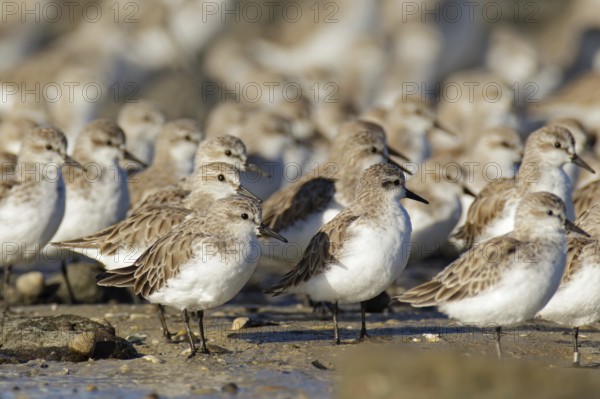 Red-necked Stint (Calidris ruficollis), Victoria, Australia