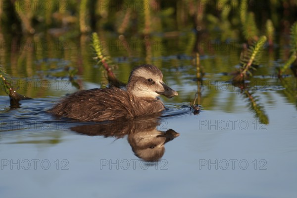 Common Eider (Somateria mollissima) juvenile, Iceland