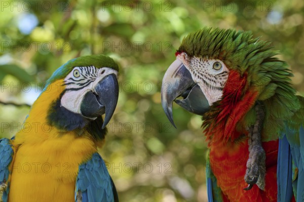 Two colourful parrots sitting side by side in a tropical environment, Dark-red Macaw (Ara chloroptera), Yellow-breasted Macaw (Ara ararauna), Orlando, Florida, USA