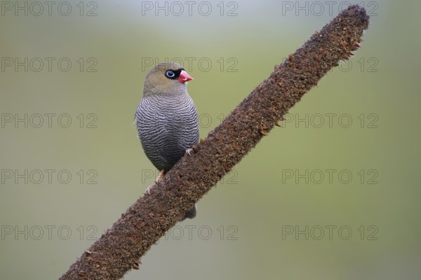 Beautiful Firetail (Stagonopleura bella) perched on a branch, Victoria, Australia