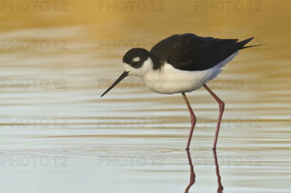 Black-necked Stilt (Himantopus mexicanus), Arizona, USA