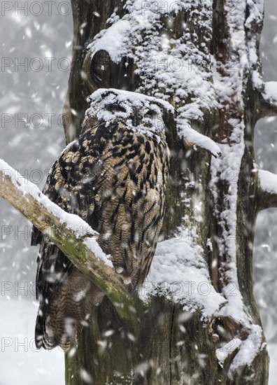 Eurasian eagle-owl (Bubo bubo), European eagle owl with face covered in snow perched in tree during snow shower in winter