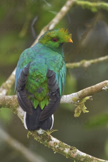 Crested Quetzal (Pharomachrus antisianus) perched on a branch in Ecuador, South America