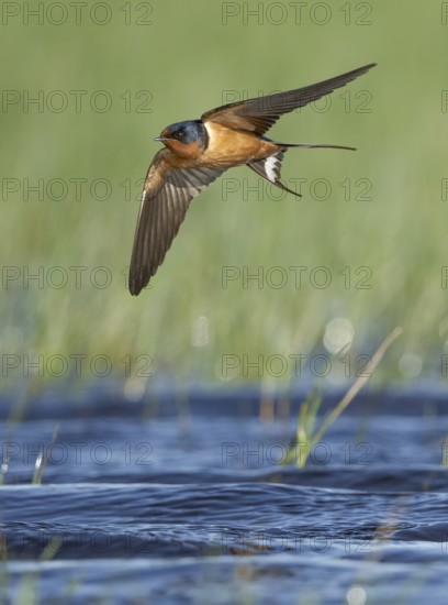 Barn Swallow (Hirundo rustica) flying, Texas, USA
