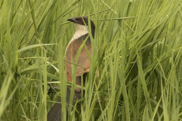 Senegal Coucal (Centropus senegalensis), Gambia