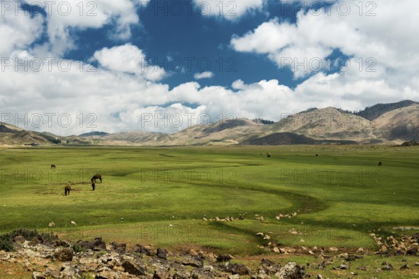 Plateau with horses and mules, near Ifrane, High Atlas, Morocco