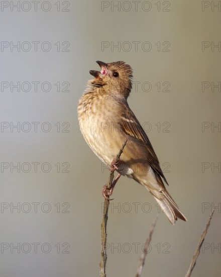 Common Rosefinch (Carpodacus erythrinus) male, Mecklenburg-Western Pomerania, Germany