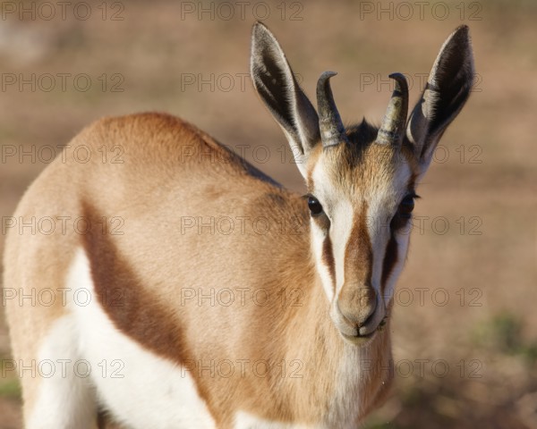 Springbok (Antidorcas marsupialis), young animal, feeding on plants, animal portrait, head close-up, golden morning light, Kgalagadi Transfrontier Park, Northern Cape, South Africa