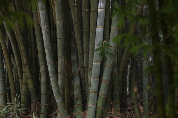 A dense bamboo grove located in the lush, serene forests of Sri Lanka. The tall green stalks and vibrant leaves create a tranquil and natural atmosphere