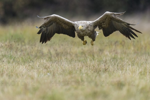 White-tailed Eagle (Haliaeetus albicilla) flying, Kutno, Poland