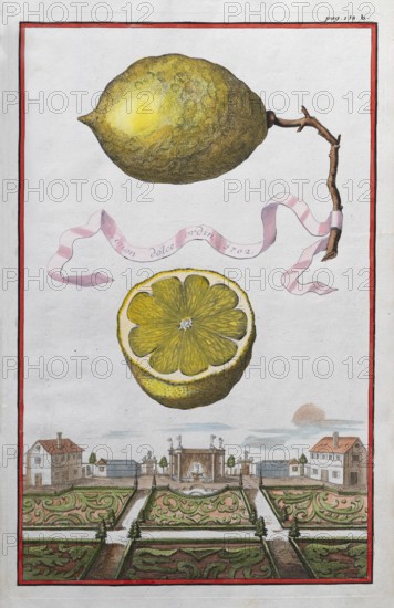 Lemons on a branch, cut-out citrus fruit, baroque garden, orangery culture, Nuremberg, copper etching by Johann Christoph Volkamer or Volckamer, from Nürnbergische Hesperides oder gründliche Beschreibung der Edlen Citronat, Citronen, und Pomerantzen-Früchte, Nuremberg 1708, 1714