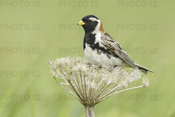 Lapland Longspur (Calcarius lapponicus) male, Alaska, USA