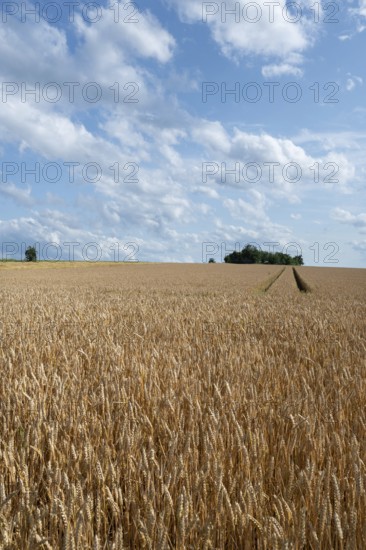 Ripe barleys (Hordeum vulgare), cloudy sky, Middle Franconia, Bavaria, Germany