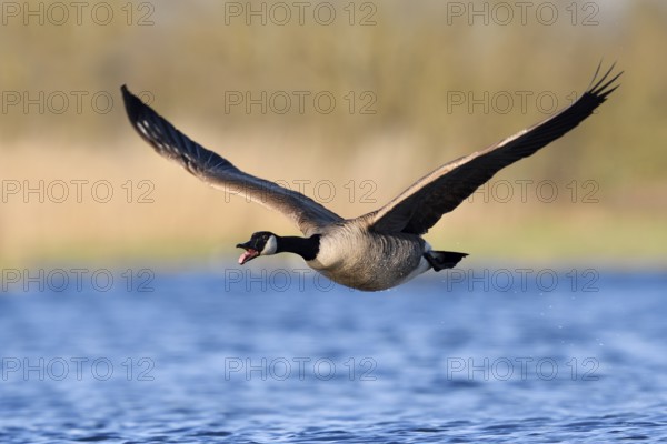Canada goose (Branta canadensis), flying calling over a lake, North Rhine-Westphalia, Germany