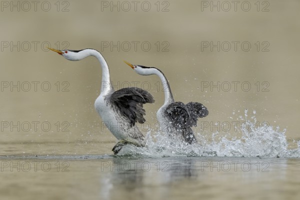 Clark's Grebe (Aechmophorus clarkii) pair, California, USA