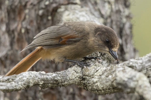 Siberian Jay (Perisoreus infaustus), Dalarna, Sweden