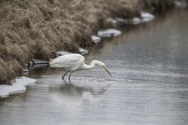 Great White Egret (Ardea alba), Emsland, Lower Saxony, Germany