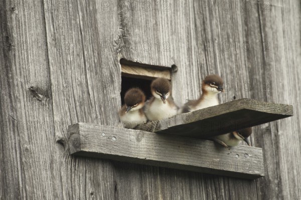 Goosander (Mergus merganser) one day old fledglings at the breeding den in a field barn, a few seconds in front of jumping into the deep, Allgäu, Bavaria, Germany, Allgäu, Bavaria, Germany