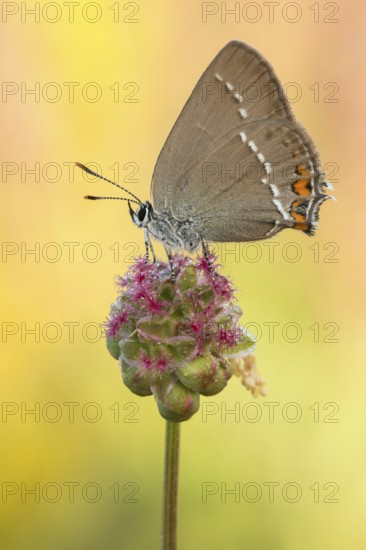 Der Kleinen Schlehenzipfelfalter (Satyrium acaciae) auf kleinem Wiesenknopf