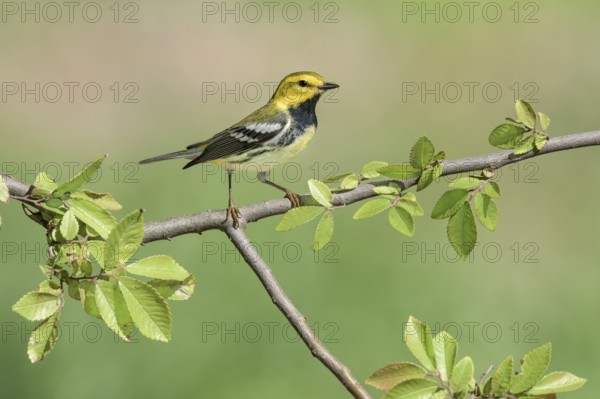 Black-throated Green Warbler (Setophaga virens) male, Texas, USA
