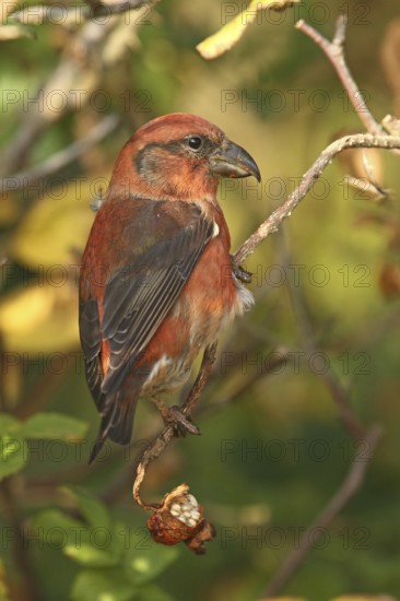 Red Crossbill (Loxia curvirostra) male, Schleswig-Holstein, Germany