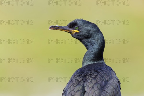 Cormorant, (Phalacrocorax carbo), animals, birds, family of cormorants, portrait, Luisenpark, Mannheim, Baden-Würrttemberg, Federal Republic of Germany