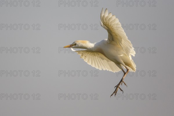 Western Cattle Egret (Bubulcus ibis) flying, Spain