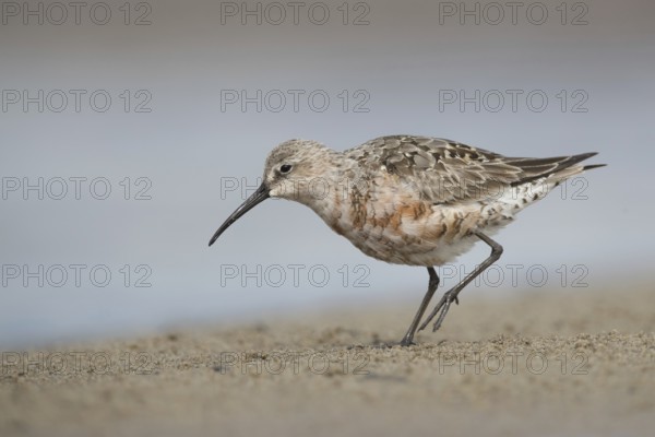 Curlew Sandpiper (Calidris ferruginea) foraging, Mecklenburg-Western Pomerania, Germany