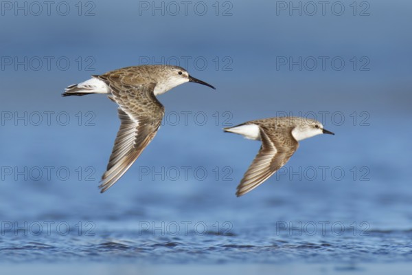 Curlew Sandpiper & Red-necked Stint (Calidris ferruginea & Calidris ruficollis) flying, Victoria, Australia