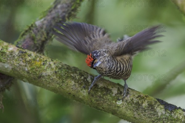 White-barred Piculet (Picumnus cirratus) perched on a branch in the Atlantic rainforest of southeast Brazil