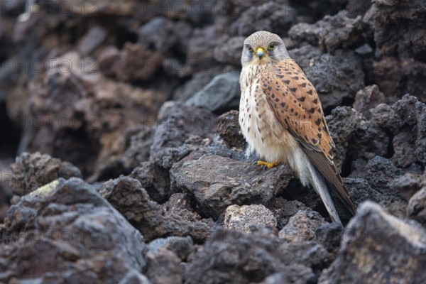 Kestrel, (Falco tinnunculus), perches on rocks, Canary Islands, animals, birds, falcons, foraging, lava rocks, Lanzarote, Canary Islands, Spain
