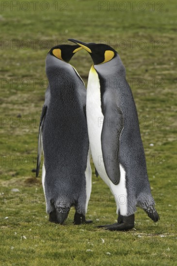 King Penguin (Aptenodytes patagonicus), Falkland Islands