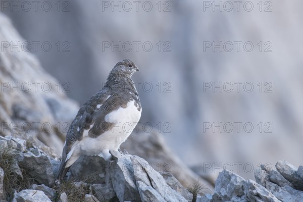 Rock Ptarmigan (Lagopus muta) female, Appenzell Outer-Rhodes, Switzerland