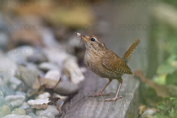 Eurasian Wren (Troglodytes troglodytes) carrying insect in beak, Bavaria, Germany