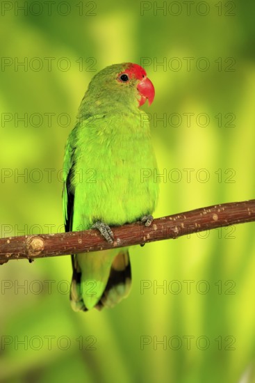 Taranta parrot (Agapornis taranta), adult, male, on hold