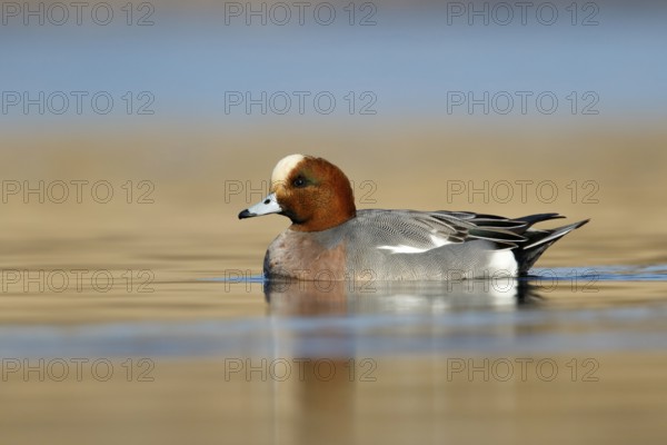 Smient, Eurasian Wigeon, Anas penelope
