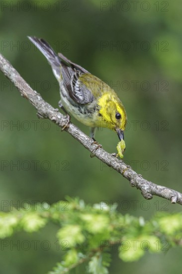 Black-throated Green Warbler (Dendroica virens) perched on a branch in southern Ontario, Canada
