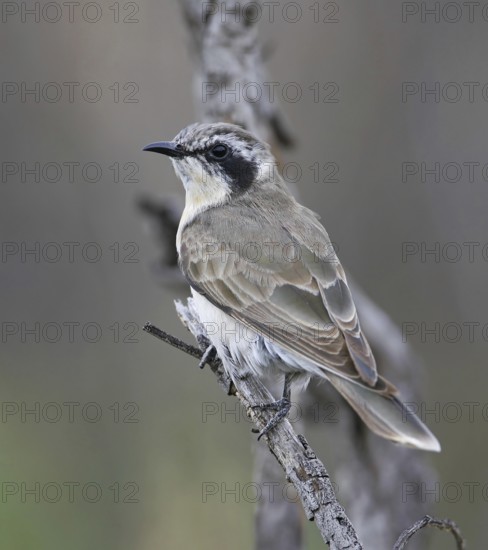 Black-eared Cuckoo (Chrysococcyx osculans), New South Wales, Australia