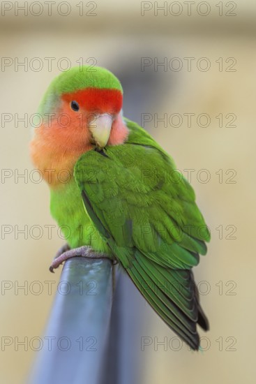 Rosy-faced Lovebird, Agapornis roseicollis, Pizzo, Calabria, Italy
