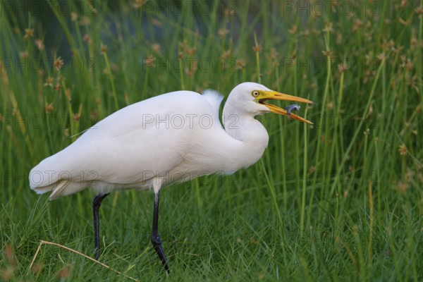 Asian Intermediate Egret, Intermediate Egret, Egretta intermedia, Mesophoyx intermedia, Aigrette intermédiaire, Héron intermédiaire, Garceta intermedia Salalah, Khawr Rawri, Dhofar, Oman