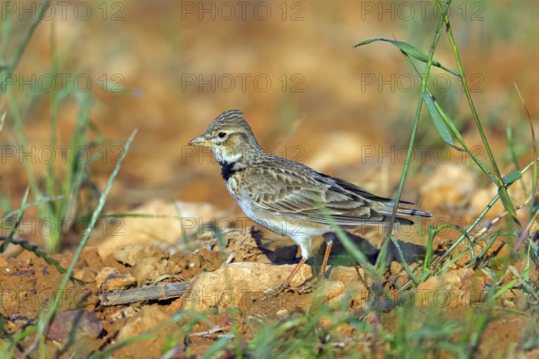 Calandra Lark, (Melanocorypha calandra), Lark, Corydalis, Animals, Birds, Hides de El Taray / Great Bustar, Villafranca de los Caballeros, Castilla La Mancha / Toledo, Spain