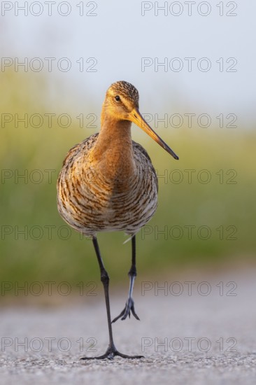 Black-tailed Godwit (Limosa limosa), Netherlands
