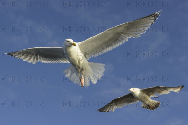 European Herring Gull (Larus argentatus) flying, Nord-Trondelag, Norway