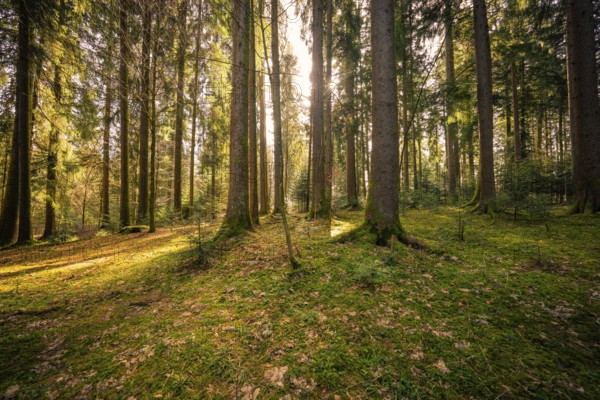 Sun rays penetrate peaceful forest with green soil, Oberreute, Allgäu, Germany
